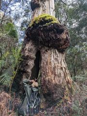 Eucalyptus viminalis