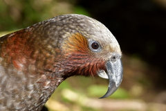 Nestor meridionalis septentrionalis