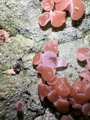 Baeomycetales