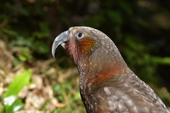 Nestor meridionalis septentrionalis