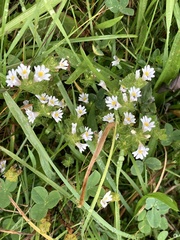 Euphrasia officinalis