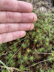 Polytrichum juniperinum