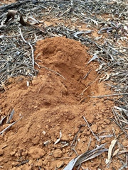 Tachyglossus aculeatus