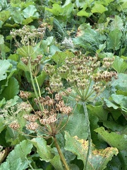 Heracleum sphondylium