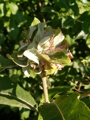 Rabdophaga rosaria