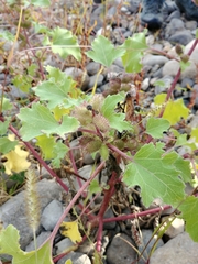Xanthium orientale riparium