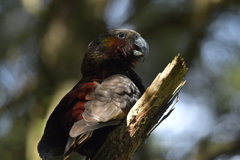 Nestor meridionalis septentrionalis