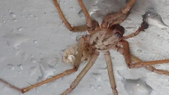 Eratigena duellica