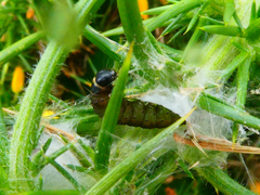 Agonopterix umbellana