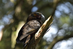 Nestor meridionalis septentrionalis