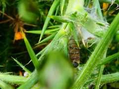 Agonopterix umbellana