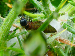 Agonopterix umbellana