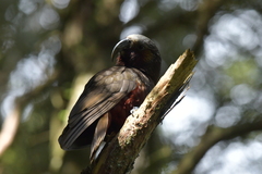 Nestor meridionalis septentrionalis