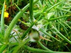 Agonopterix umbellana