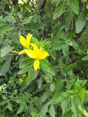 Barleria prionitis