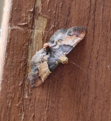 Pyralis pictalis