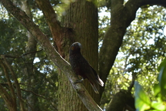 Nestor meridionalis septentrionalis