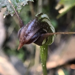 Pterostylis pedunculata