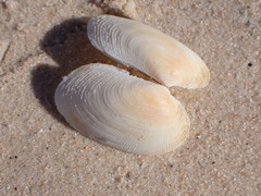 Venerupis galactites