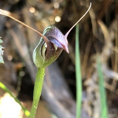 Pterostylis pedunculata