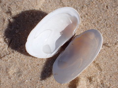 Venerupis galactites