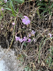 Caryophyllaceae