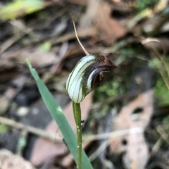 Pterostylis pedunculata