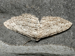 Phelotis cognata