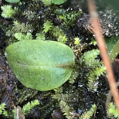 Pterostylis pedunculata