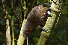 Nestor meridionalis septentrionalis
