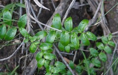 Asparagus asparagoides