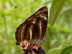 Neptis harita