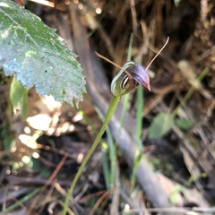 Pterostylis pedunculata