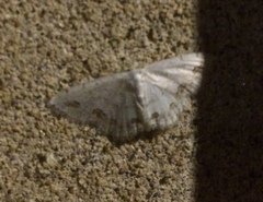 Scopula ornata
