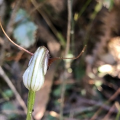 Pterostylis pedunculata