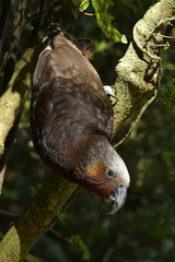 Nestor meridionalis septentrionalis