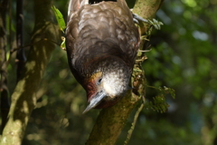 Nestor meridionalis septentrionalis