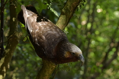 Nestor meridionalis septentrionalis