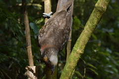 Nestor meridionalis septentrionalis