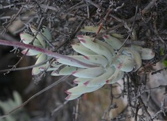 Cotyledon