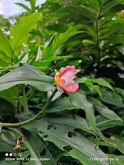 Costus lucanusianus