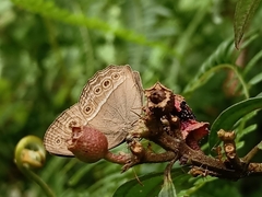 Mycalesis perseoides