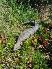 Tiliqua scincoides