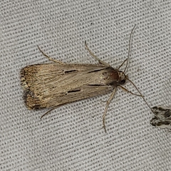 Tathorhynchus exsiccata