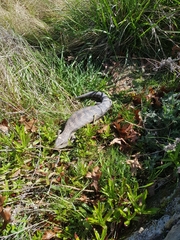 Tiliqua scincoides