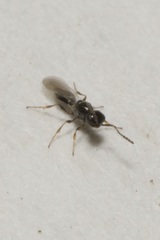 Platygastrinae