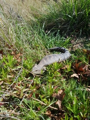 Tiliqua scincoides