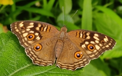 Junonia lemonias