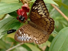 Tanaecia pelea