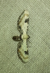 Eupithecia centaureata